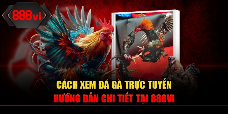 Cách Xem Đá Gà Trực Tuyến – Hướng Dẫn Chi Tiết Tại 888VI