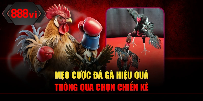 Mẹo cược đá gà hiệu quả thông qua chọn chiến kê