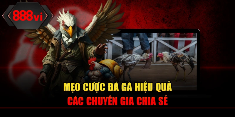 Mẹo Cược Đá Gà Hiệu Quả Các Chuyên Gia Chia Sẻ