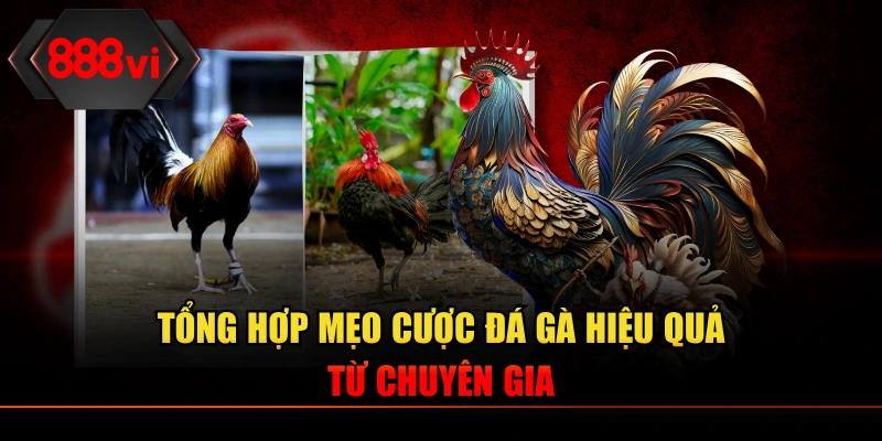 Chuyên gia chia sẻ mẹo cược đá gà hiệu quả